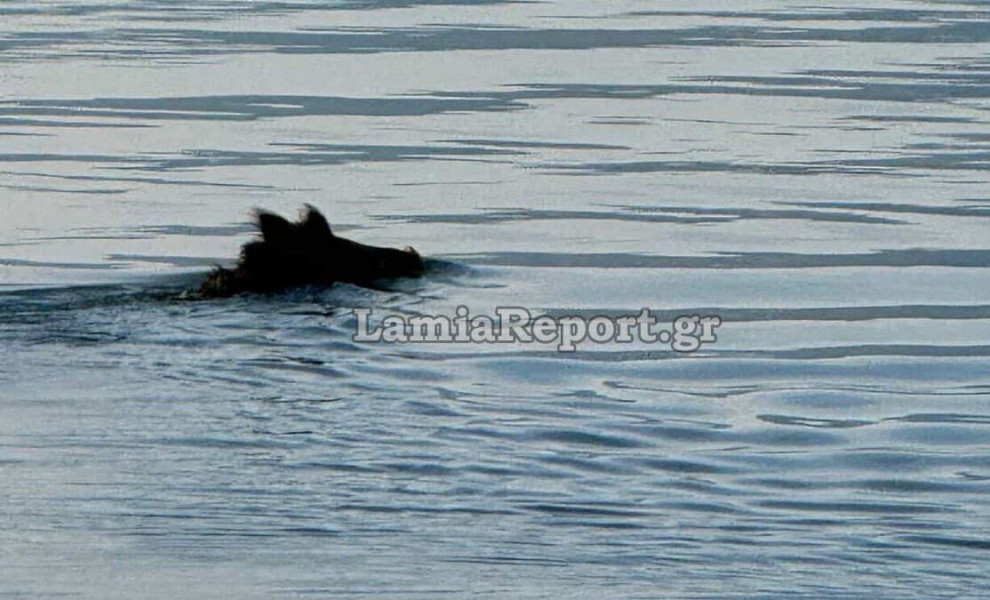lamiareport.gr