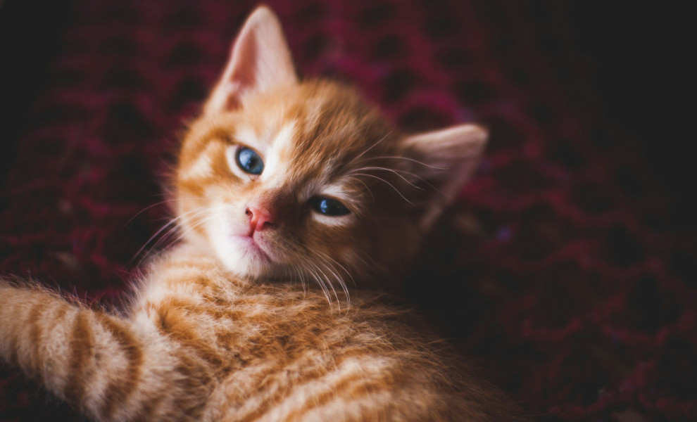 Φωτό: Unsplash