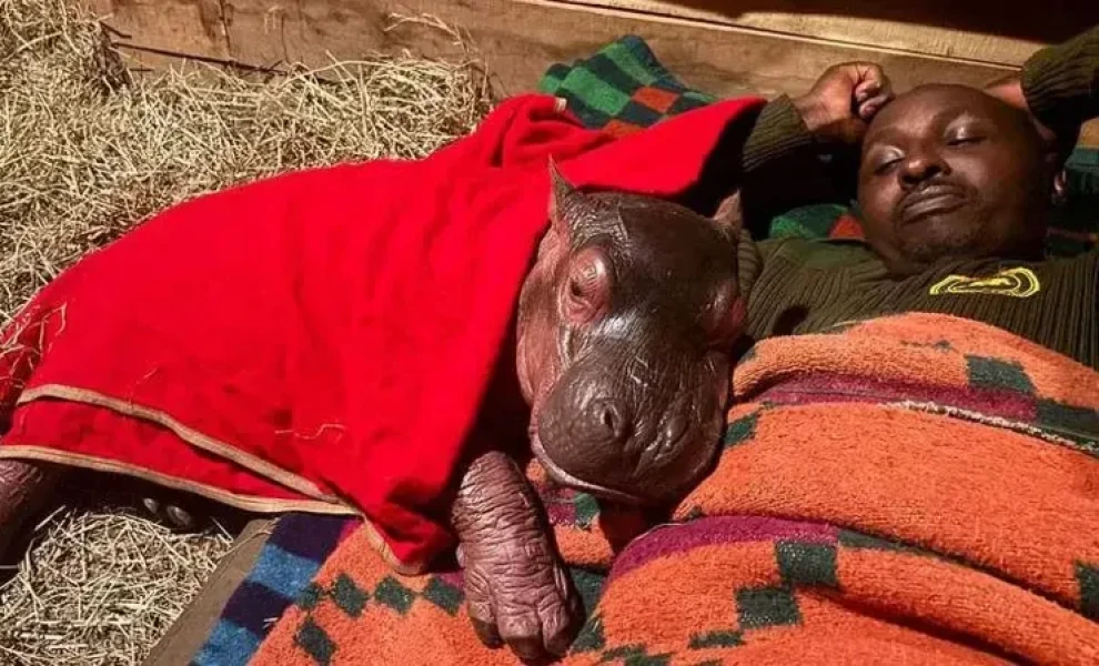 https://www.sheldrickwildlifetrust.org/news/updates/rescue-of-bumpy