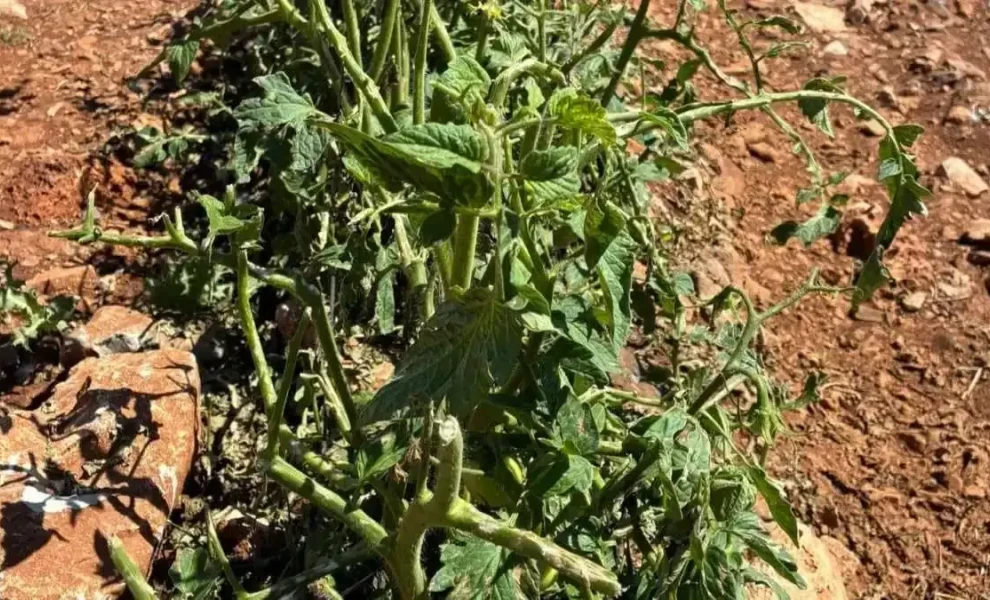 Anagnostis
