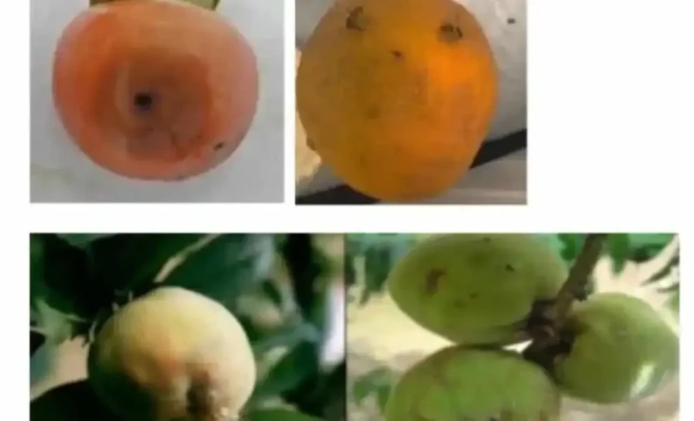 Anagnostis