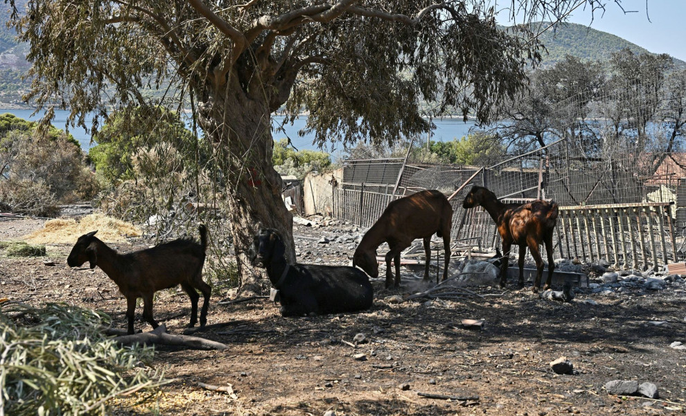 282 πυρόπληκτα ζώα σώθηκαν στα Μέγαρα: Η τεράστια επιχείρηση διάσωσης μέσα στις φλόγες | Flash