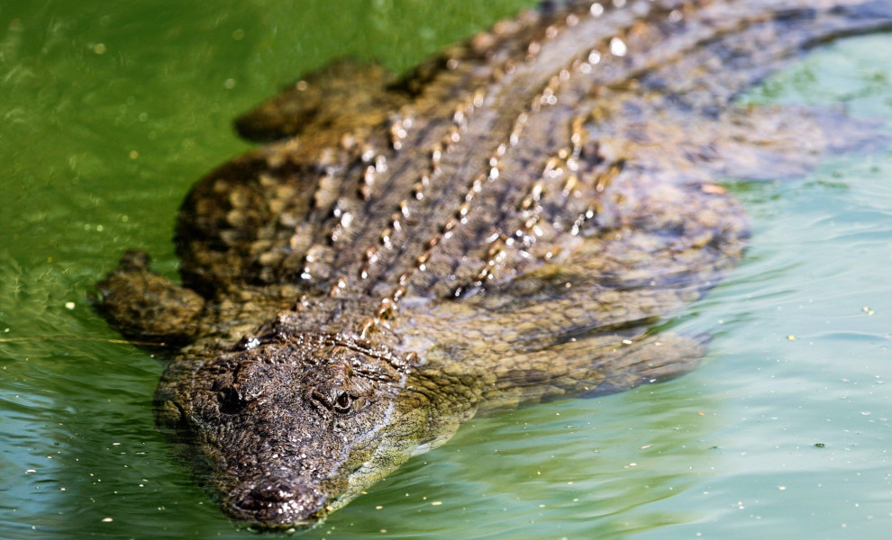 Κροκόδειλος / Αρχείο ΑΠΕ - EPA