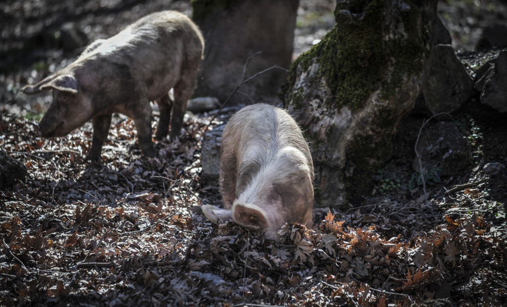 Φωτογραφία αχρείου Eurokinissi