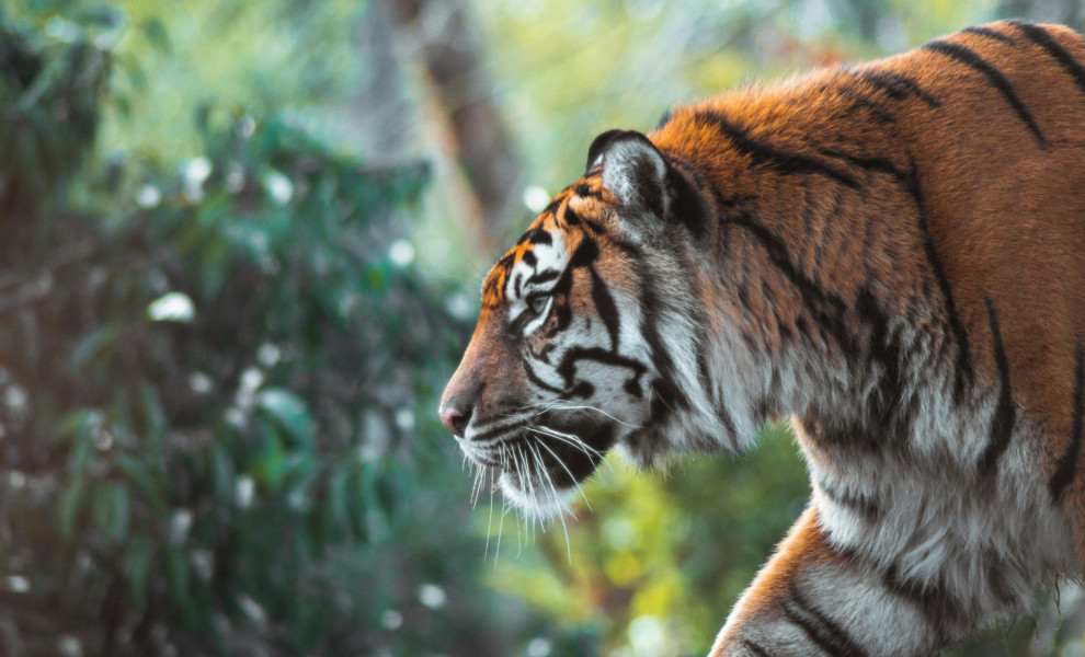 Τίγρης / Unsplash