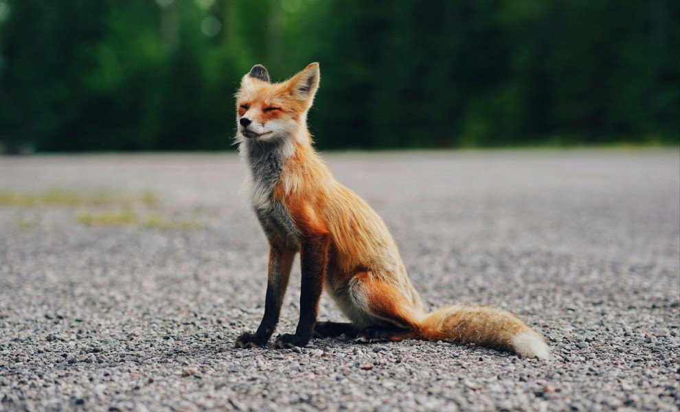 Unsplash