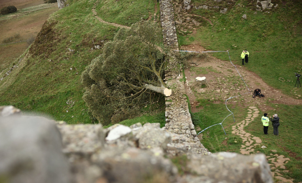Το Sycamore Gap tree / φωτ. ΑΠΕ ΕΡΑ