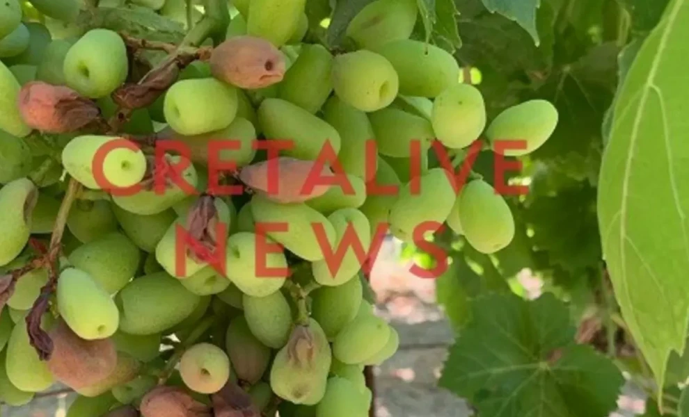 Cretalive News