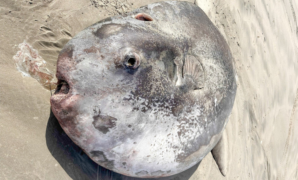 πηγή: Seaside Aquarium / Facebook