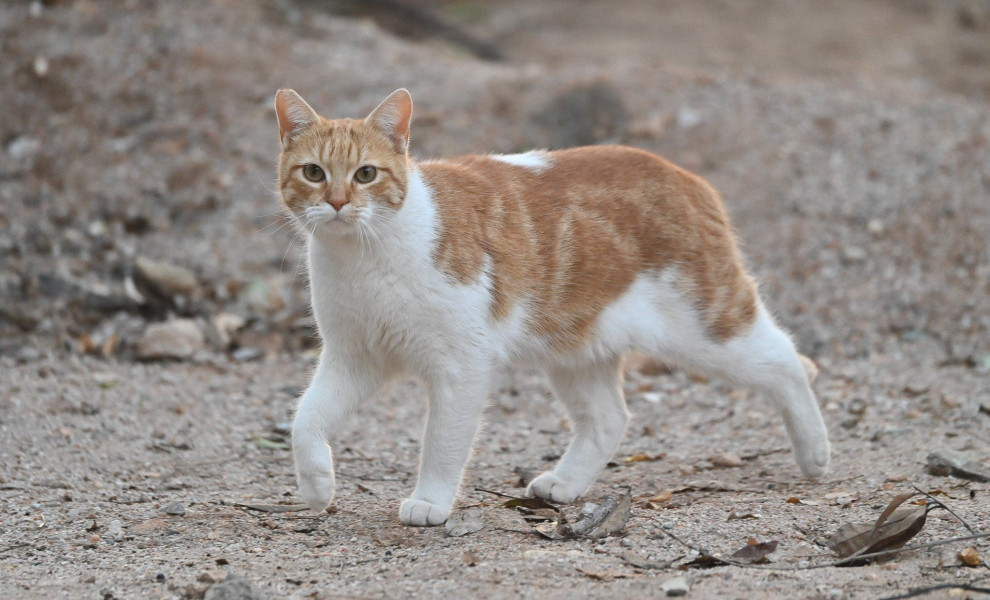 Φωτογραφία αρχείου / Intime