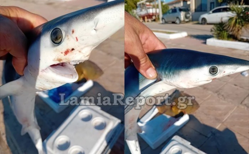 Πηγή: lamiareport.gr Πηγή: lamiareport.gr