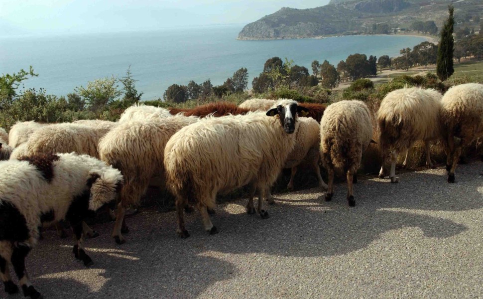 φωτ. αρχείου Eurokinissi φωτ. αρχείου Eurokinissi
