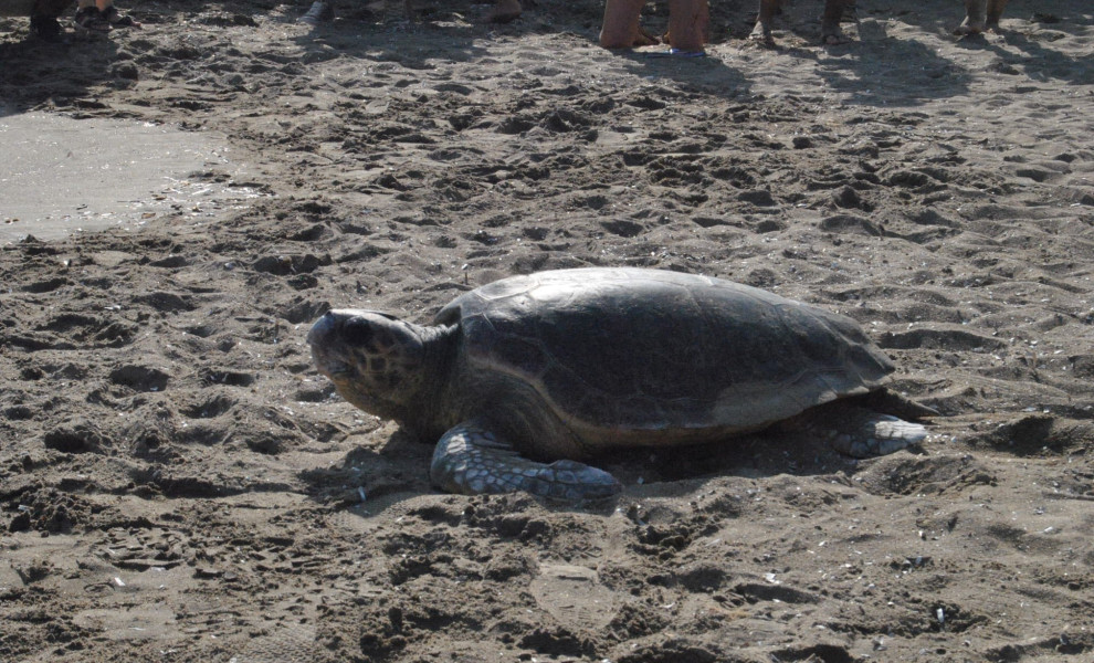 Εικόνα από χελώνα «καρέτα - καρέτα» στην Ζάκυνθο (φωτο: Eurokinissi)
