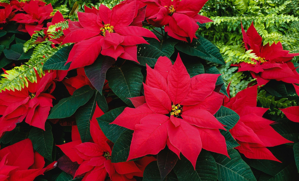 Το φυτό Αλεξανδρινό / Φωτ.: Unsplash