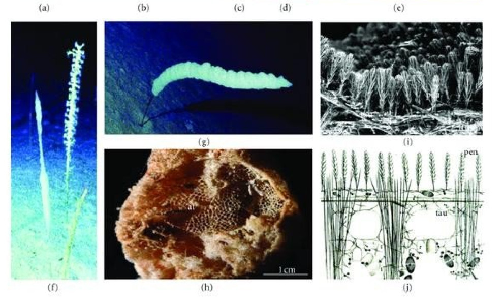 Xiaohong Wang, Lu Gan, Klaus P. Jochum, Heinz C. Schröder and Werner E. G. Müller - Wikimedia Commons