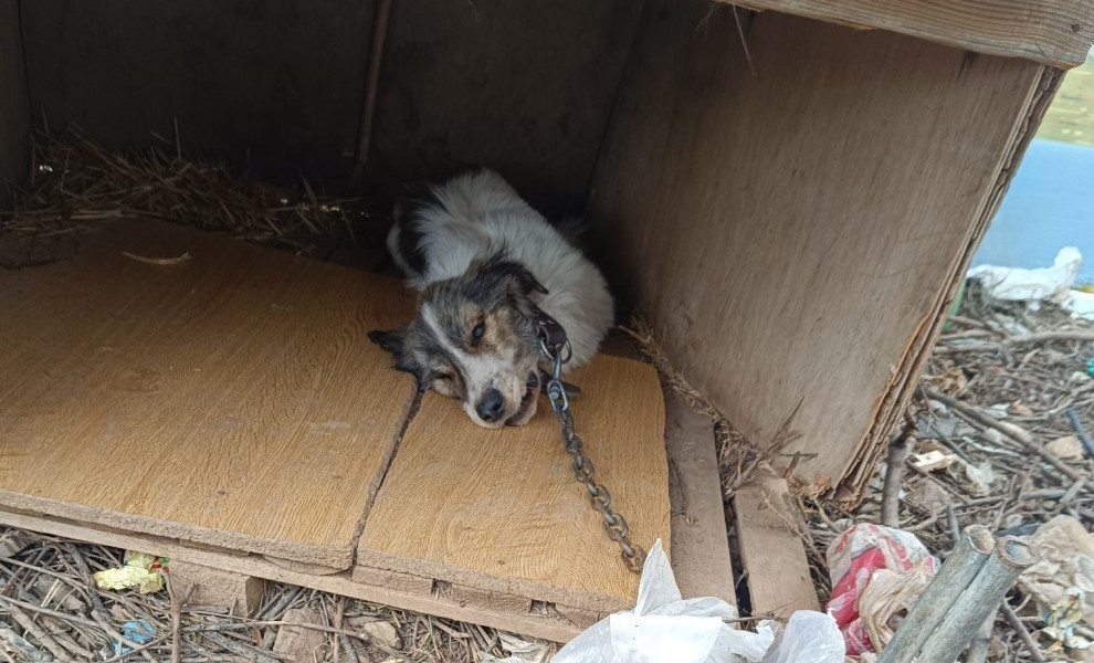 Facebook/Strays of Halkidiki