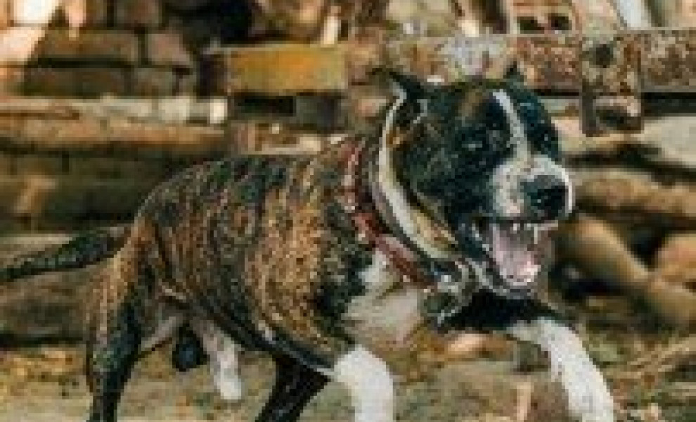 Σύμφωνα με τους γείτονες ο συγκεκριμένος σκύλος είναι ιδιαίτερα επιθετικός/Φωτ. αρχείου UNSPLASH