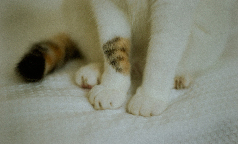 Sophia Ayame/Unsplash