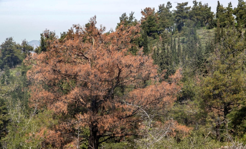 Το δάσος της Αρέθουσας στη Θεσσαλονίκη/Φωτ. αρχείου INTIME