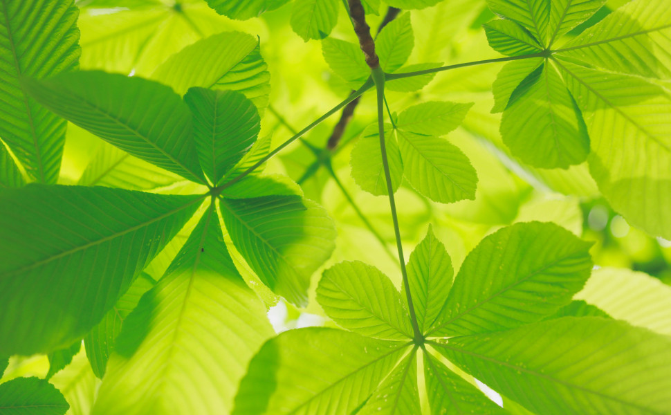 Kumiko Shimizu - Unsplash