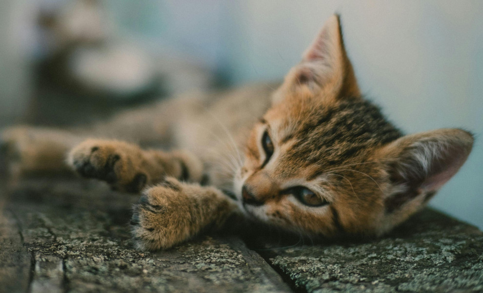 Πηγή: Pexels