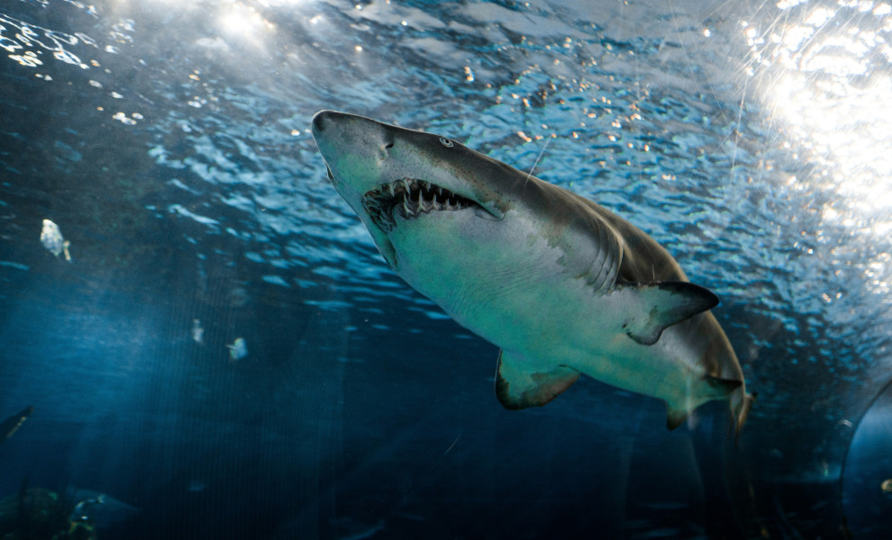 Φωτό αρχείου: Unsplash