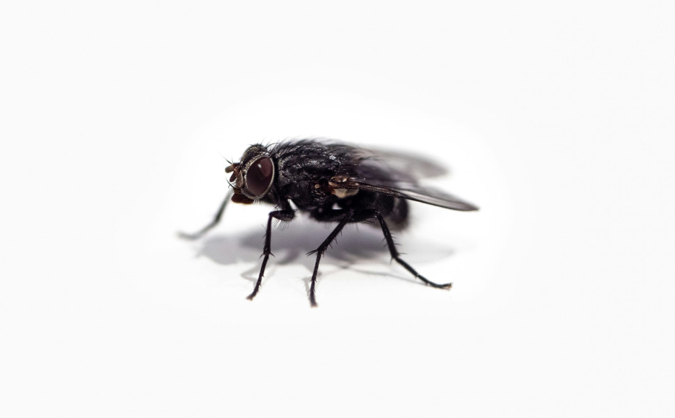 Unsplash