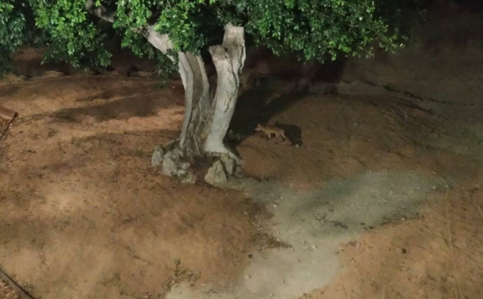 ΑΝΙΜΑ