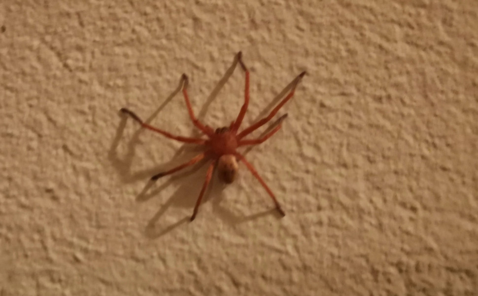 IMAGO