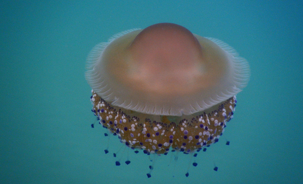 Πηγή: Facebook/Ελληνικό Παρατηρητήριο Βιοποικιλότητας