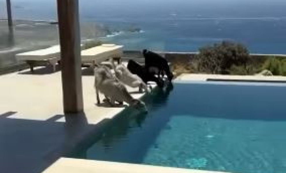 Πηγή: Facebook/npress.gr