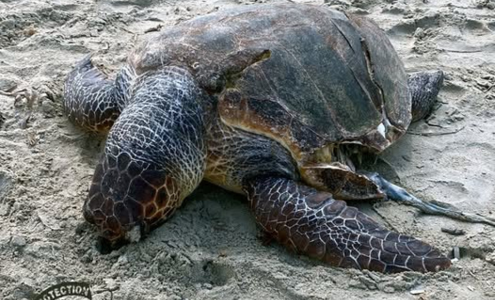 Σύλλογος Προστασίας Άγριας Ζωής Νάξου,