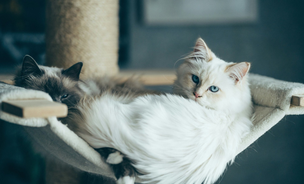 Φωτογραφία: Unsplash