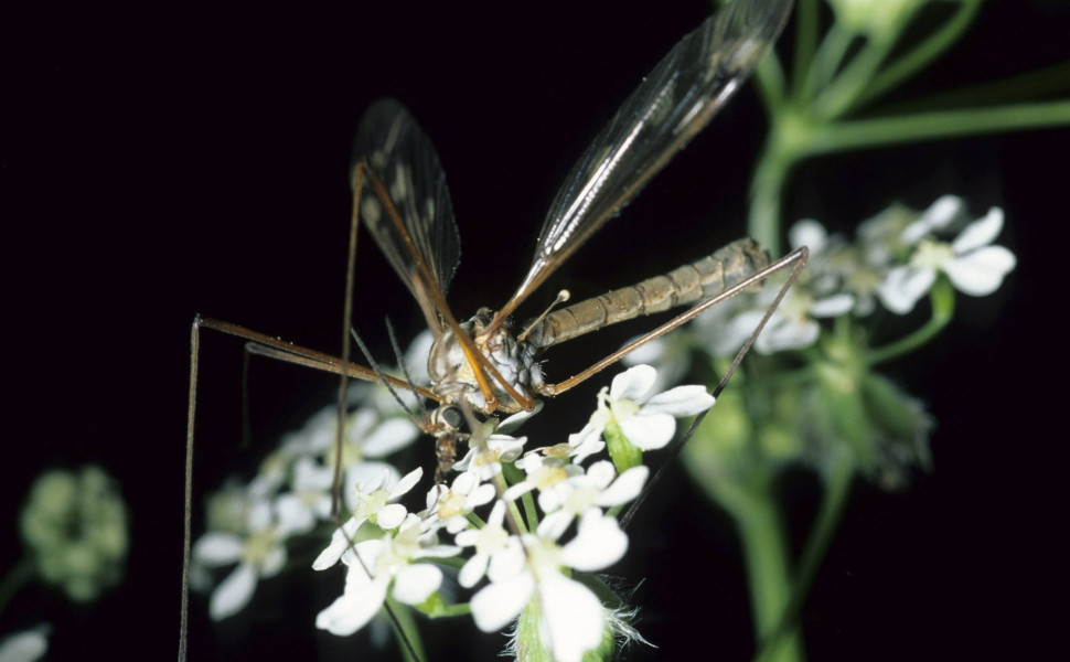 IMAGO