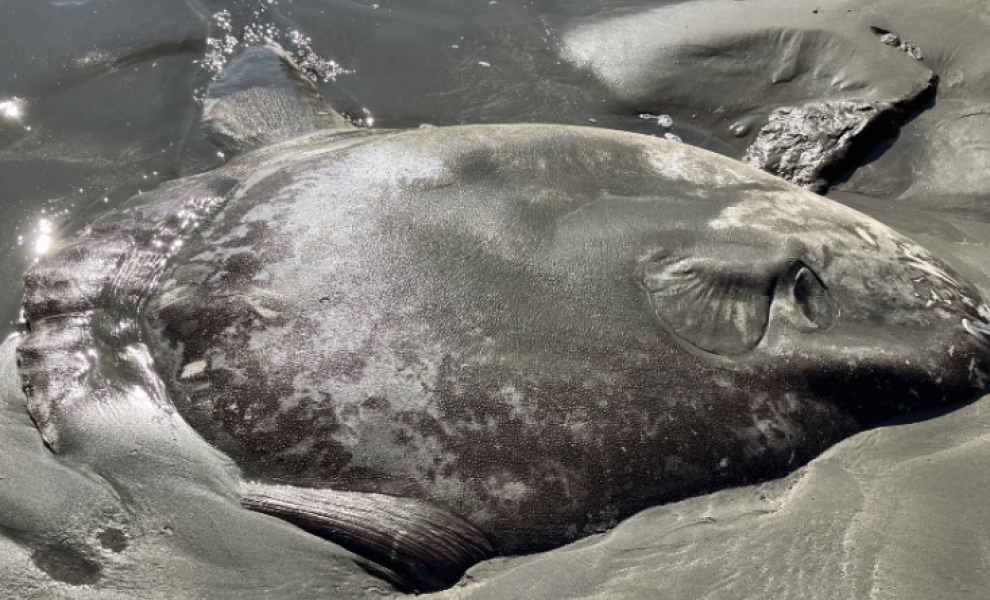 Sonoma County Regional Parks - Facebook