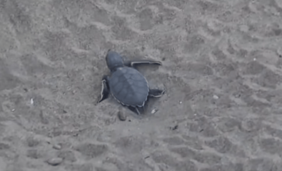 Φωτό: Facebook/Naxos island wildlife protection