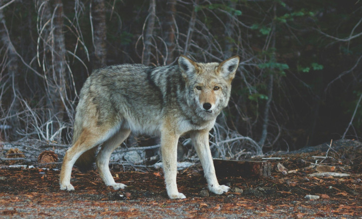 «Με δάγκωσε και με έγδαρε στη μέση»: Πώς περιγράφει την επίθεση από λύκο ο περιπατητής στο Τατόι
