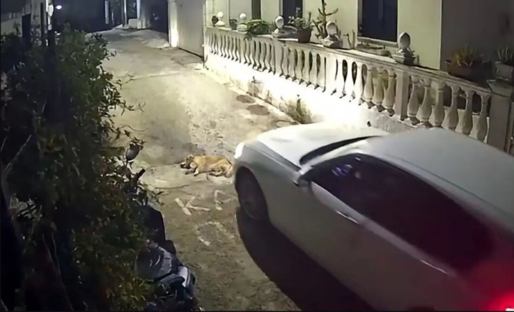 Σκληρό βίντεο από την Κέρκυρα: Οδηγός πατάει και σκοτώνει σκύλο που κοιμόταν στον δρόμο