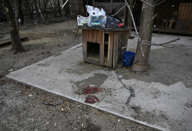 Πόλεμος στην Ουκρανία: Ρωσική επίθεση κατέστρεψε καταφύγιο ζώων, σκοτώνοντας αθώα πλάσματα