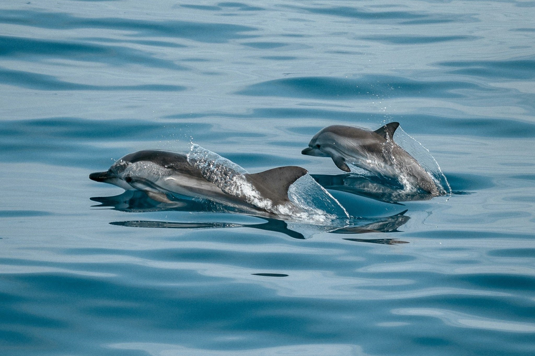 Δελφίνια «χορεύουν» στο Θερμαϊκό - Εντυπωσιακό θέαμα