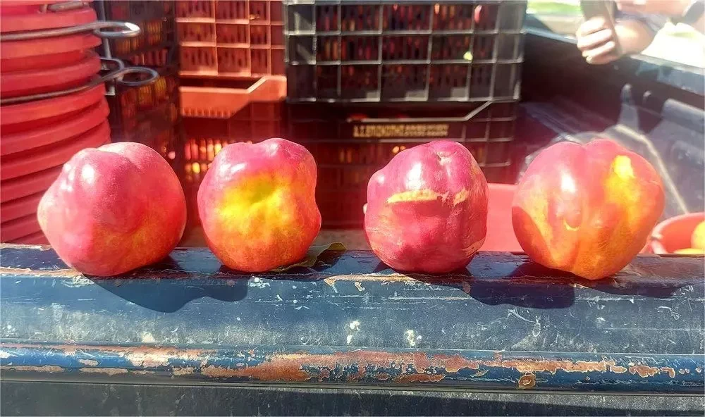 Βιβλική καταστροφή: Χιλιάδες στρέμματα με παραμορφωμένα ροδάκινα, νεκταρίνια και βερίκοκα