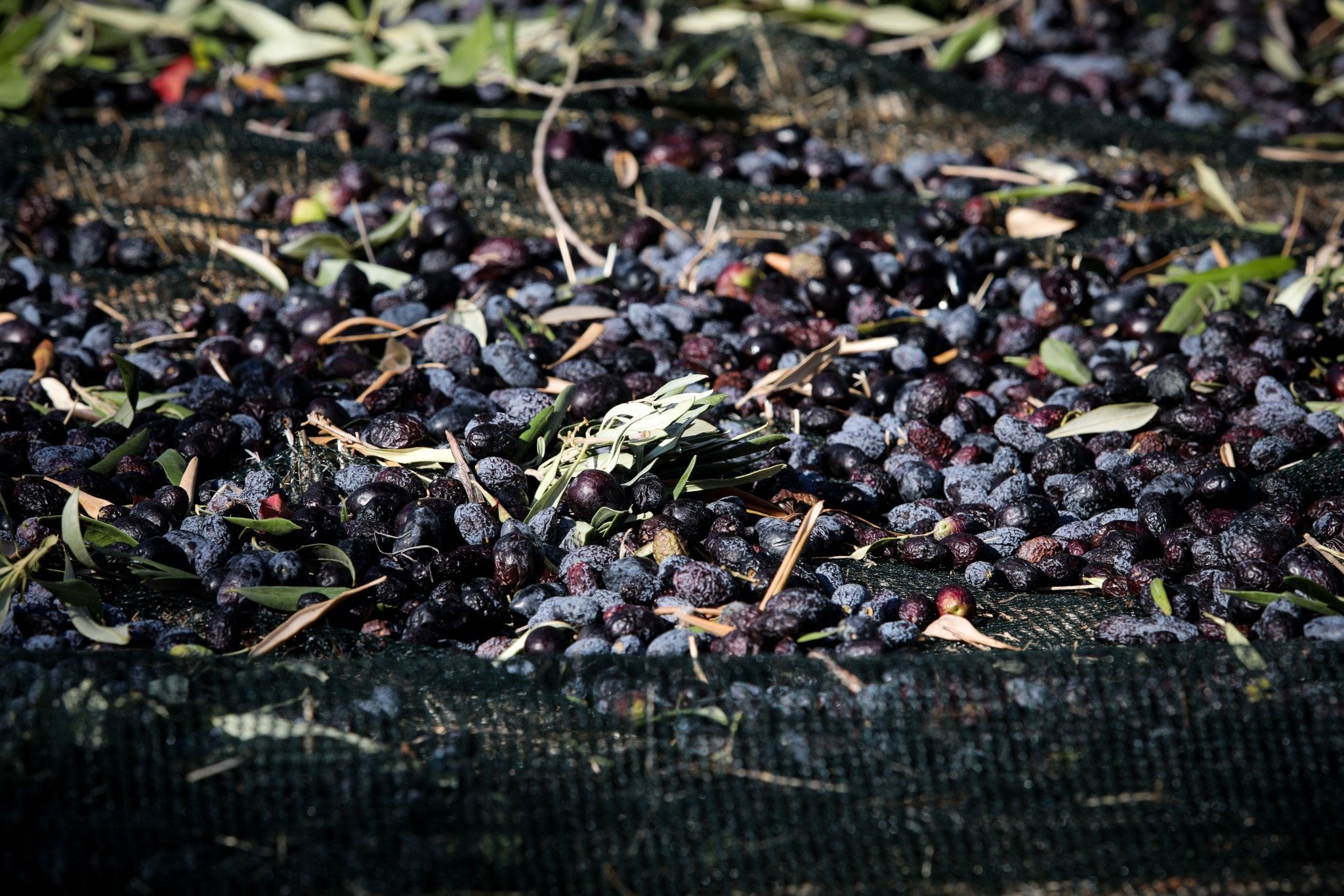 Καταστράφηκαν οι ελιές: Έμειναν μόνο το... κουκούτσι και ο φλοιός!