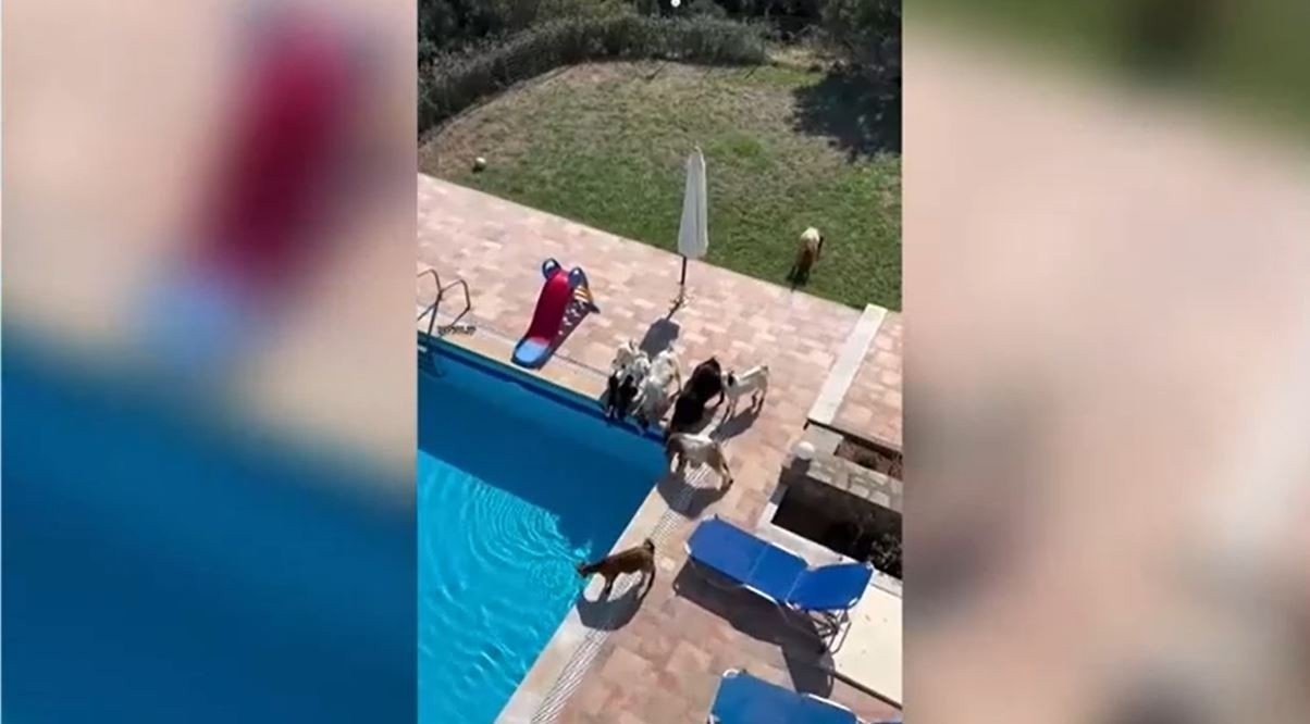 Απίστευτο: Οι κατσίκες στην Κρήτη δίψασαν και πίνουν νερό από... πισίνα