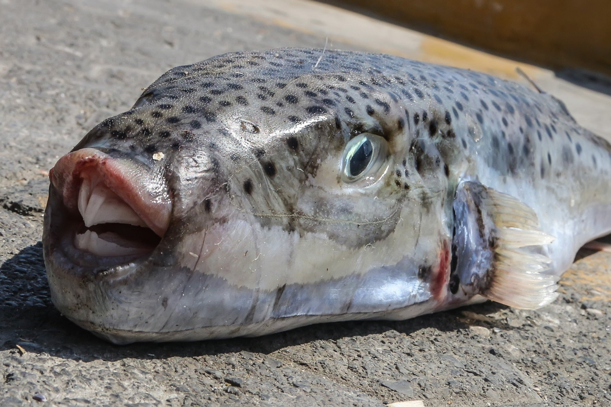 Λαγοκέφαλοι: Επιθέσεις, ακρωτηριασμοί και θανατηφόρα τοξίνη - Πώς κάποιοι προκαλούν την τύχη τους!