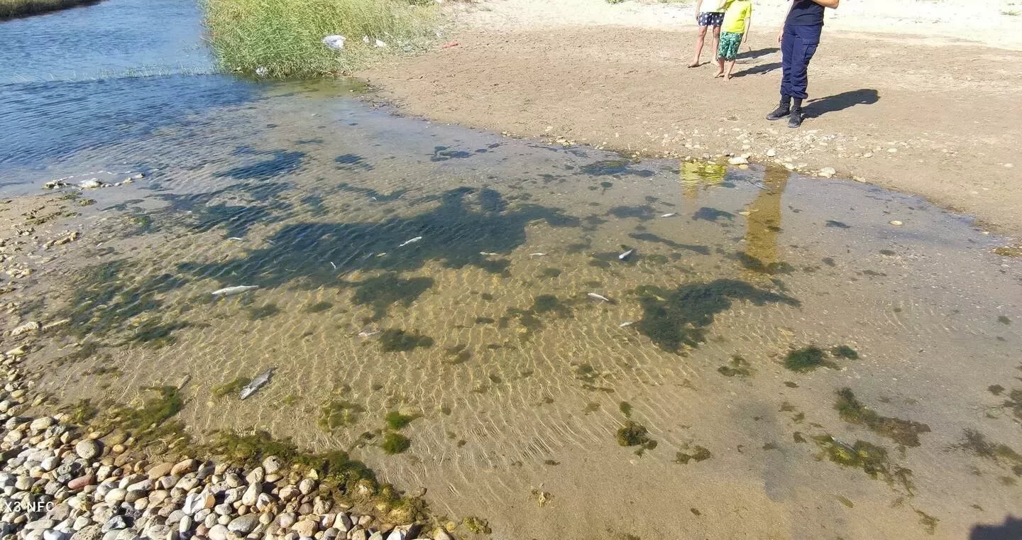 Ηράκλειο: Ο Καρτερός έπαθε… Αποσελέμη - Εντοπίστηκαν νεκρά ψάρια στον ποταμό