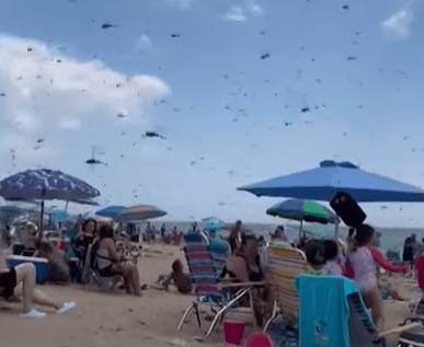 Απόκοσμες εικόνες σε παραλία: Η στιγμή που χιλιάδες μεγάλα έντομα «ορμάνε» επάνω σε λουόμενους
