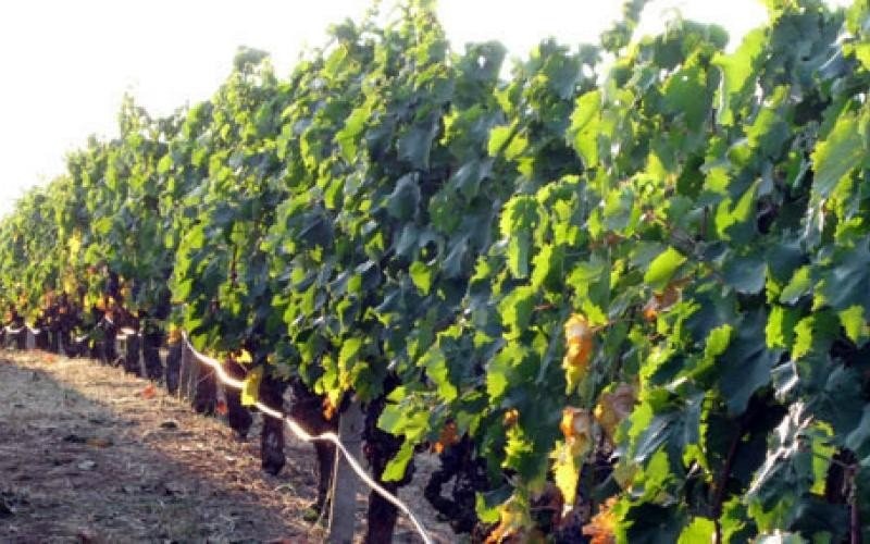 Θεσσαλονίκη: Νωρίτερα ο τρύγος στον αστικό αμπελώνα – Λόγω της ζέστης