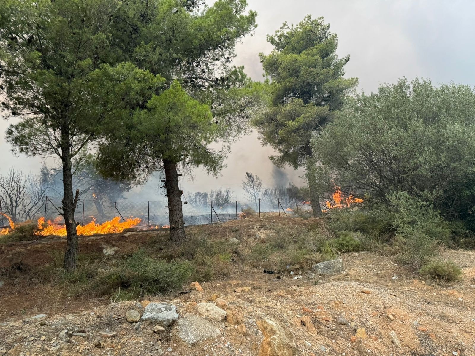 Ανατροπή για τους εμπρησμούς στη Νέα Μάκρη: Ο γιατρός κάλυπτε τον 17χρονο γιο της συντρόφου του