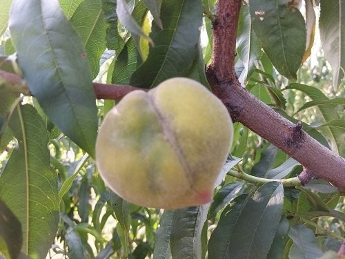 Συναγερμός για τα παραμορφωμένα φρούτα: Μετά τα ροδάκινα, προσβλήθηκαν και βερίκοκα