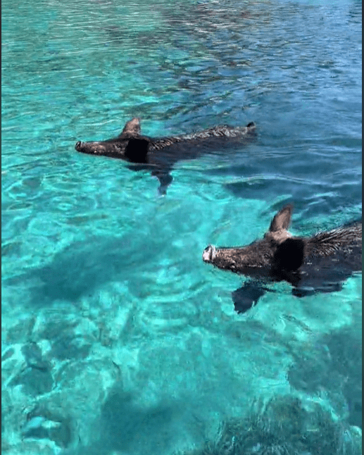 Απρόσμενοι επισκέπτες απολαμβάνουν το μπάνιο τους σε παραλία της Λευκάδας